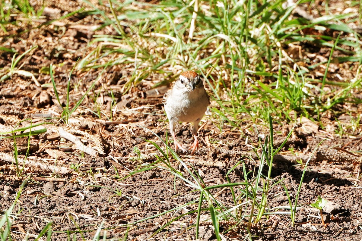 Chipping Sparrow - ML621080840