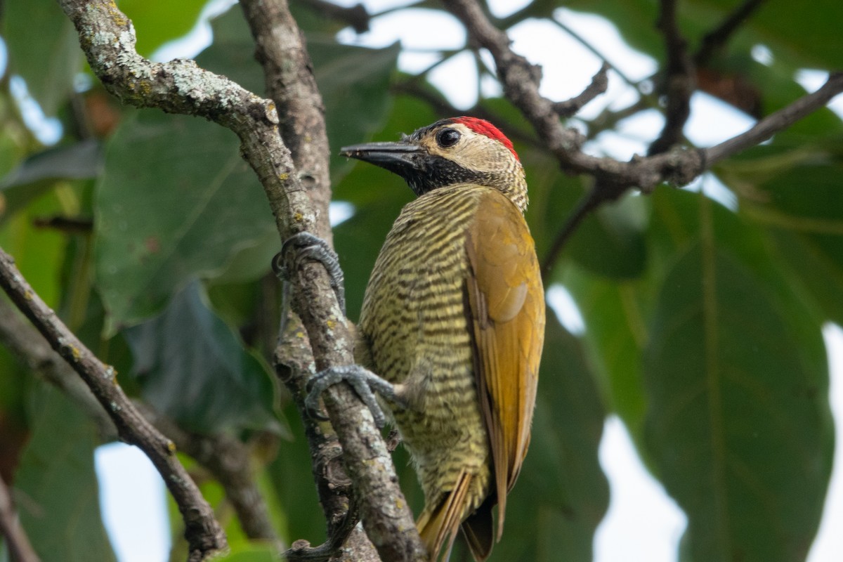 Golden-olive Woodpecker - ML621080841