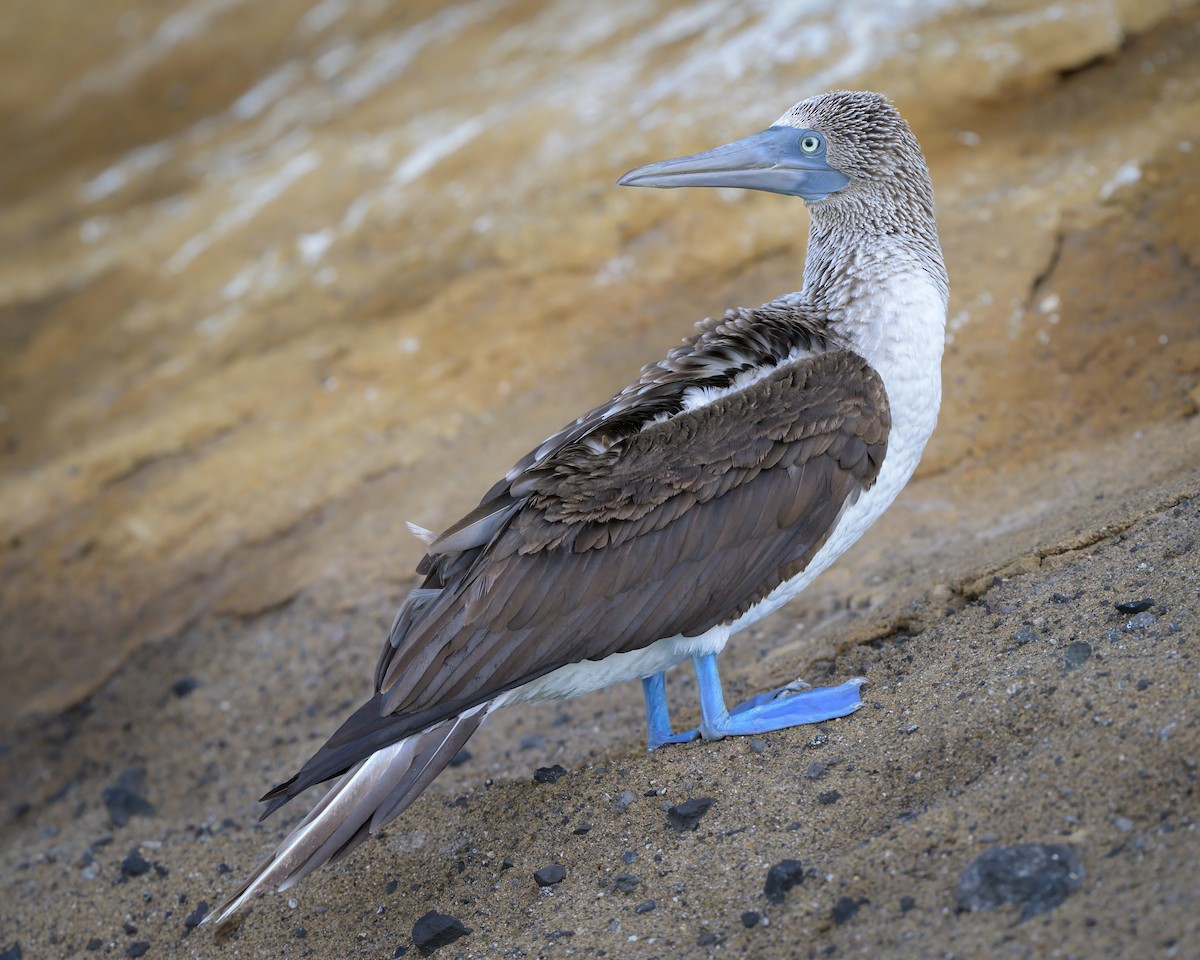 Blue-footed Booby - ML621080847
