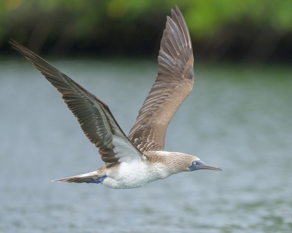 Blue-footed Booby - ML621080854