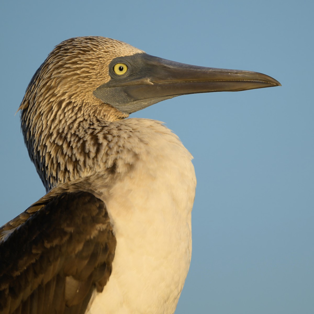 Blue-footed Booby - ML621080855