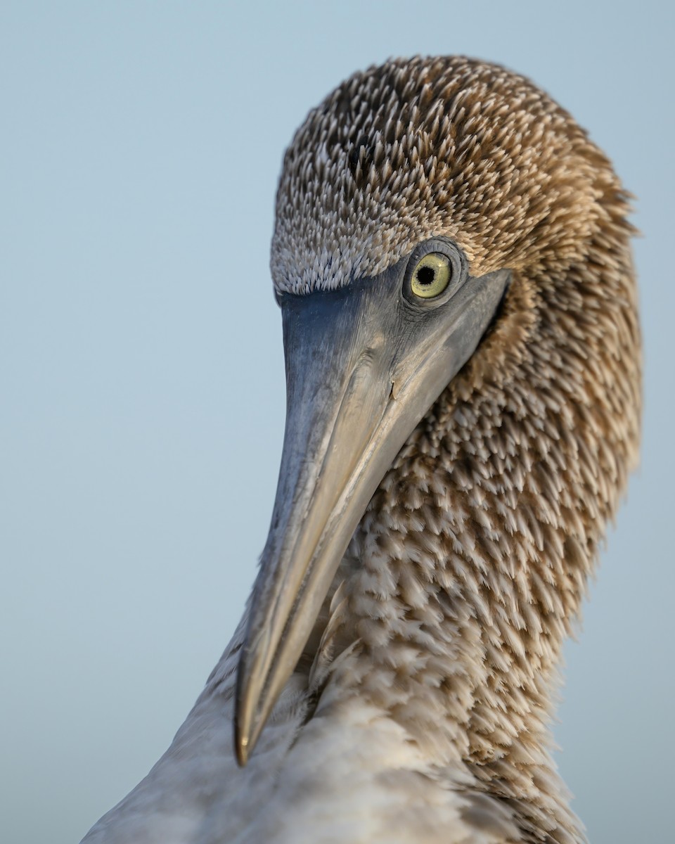 Blue-footed Booby - ML621080857