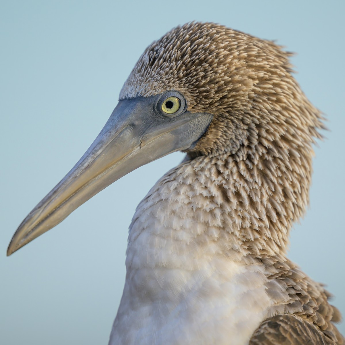 Blue-footed Booby - ML621080859