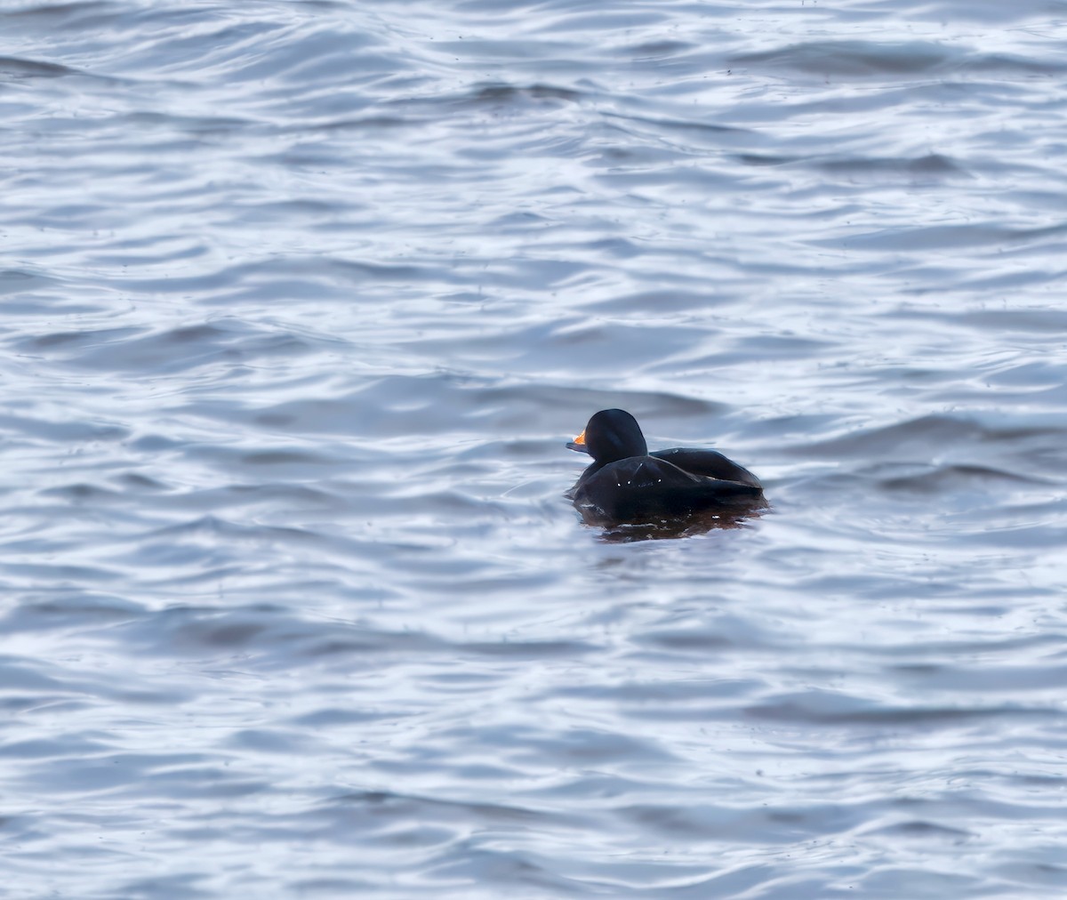 Black Scoter - ML621080947