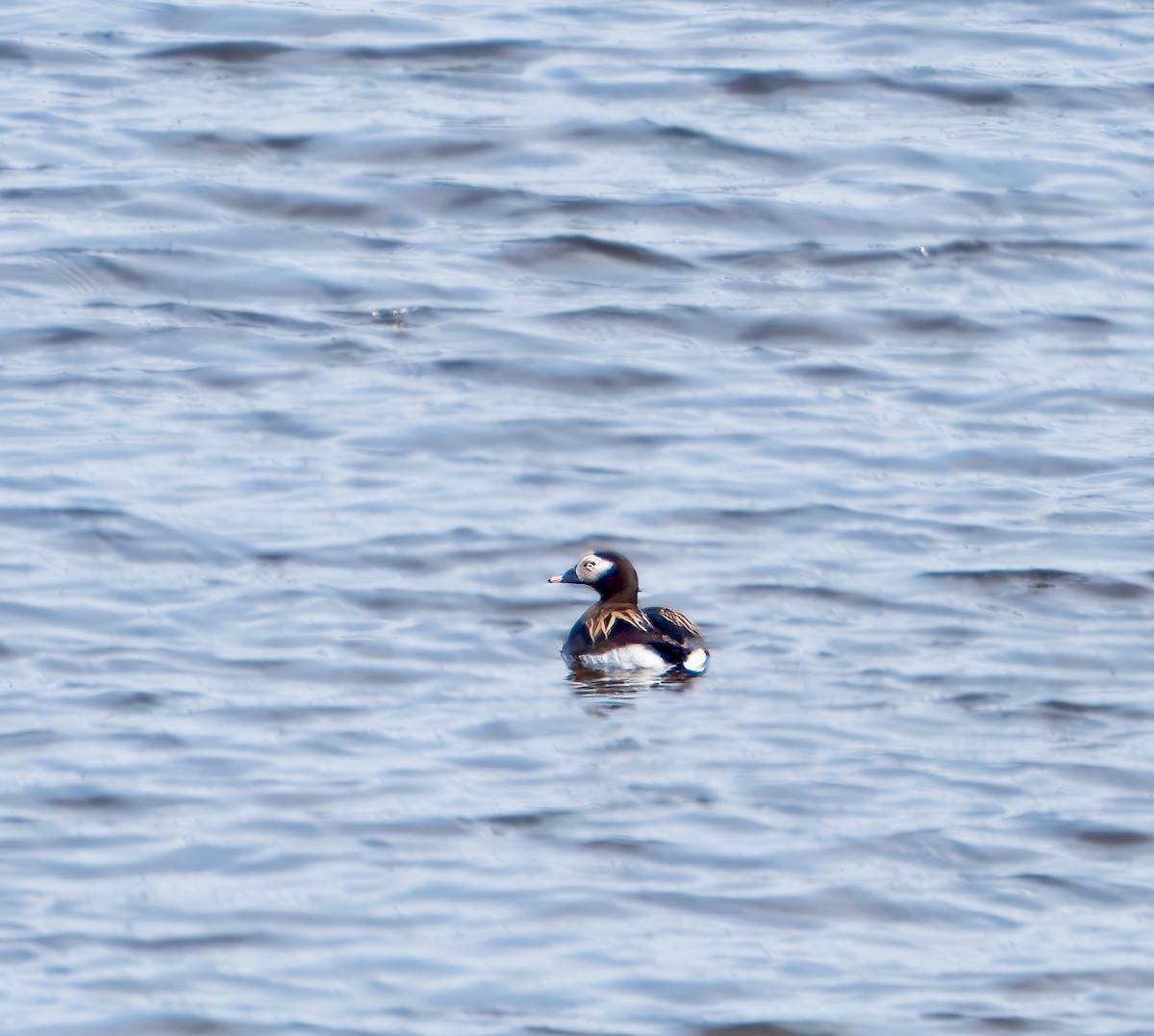 Long-tailed Duck - ML621080976