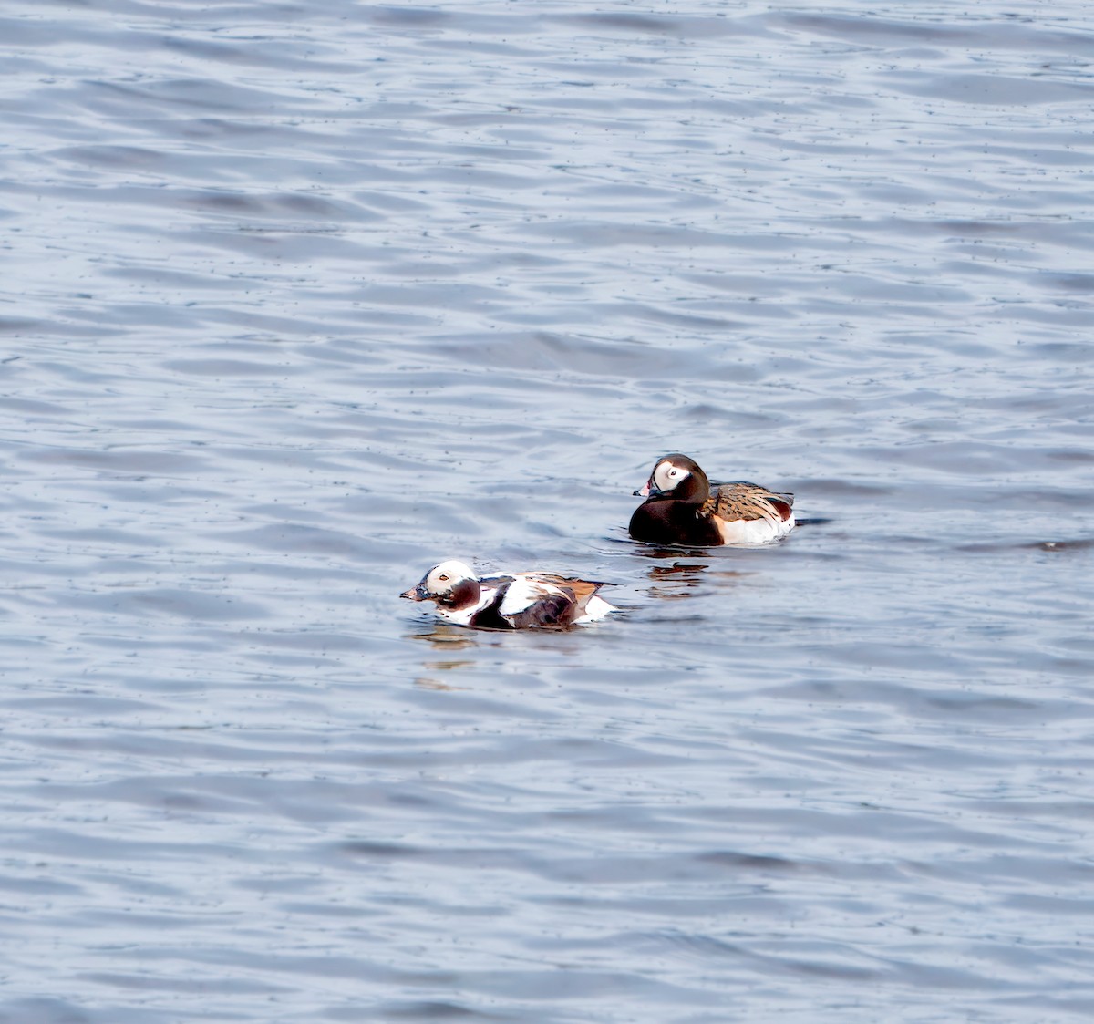 Long-tailed Duck - ML621080977