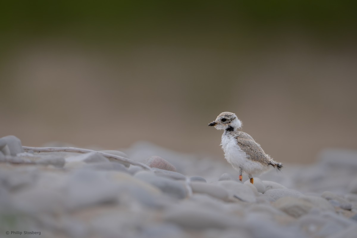 Piping Plover - ML621080993