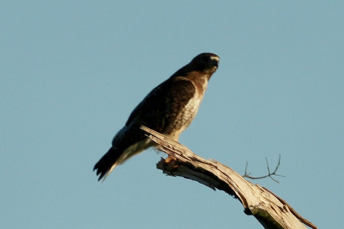 Red-tailed Hawk - ML621081017
