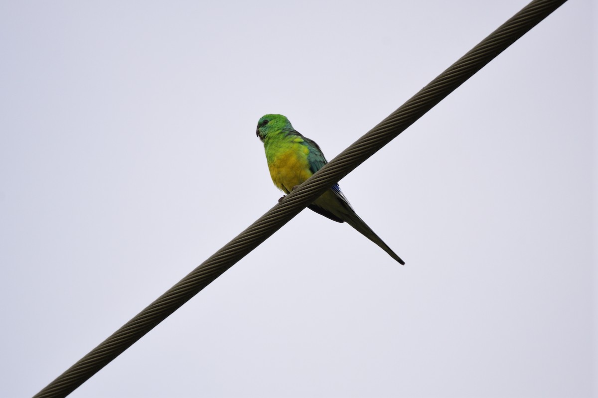 Red-rumped Parrot - ML621081039