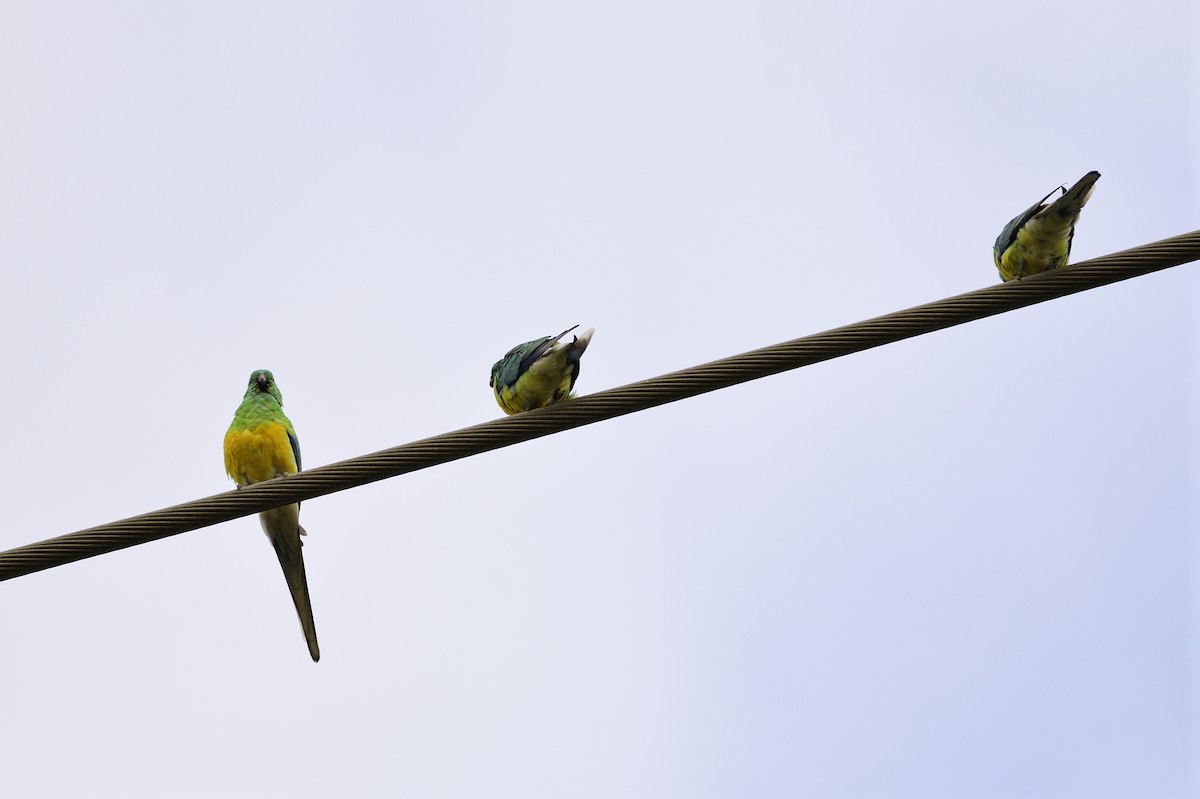 Red-rumped Parrot - ML621081054