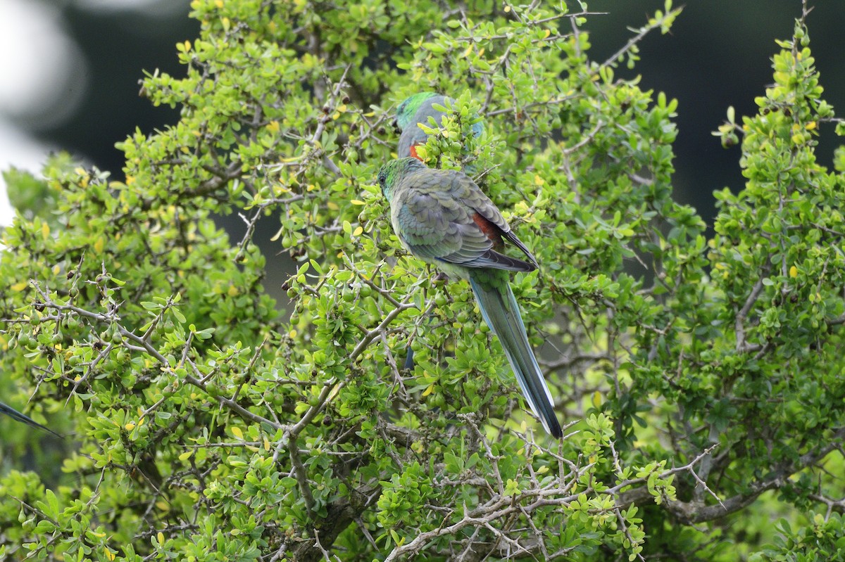 Red-rumped Parrot - ML621081067