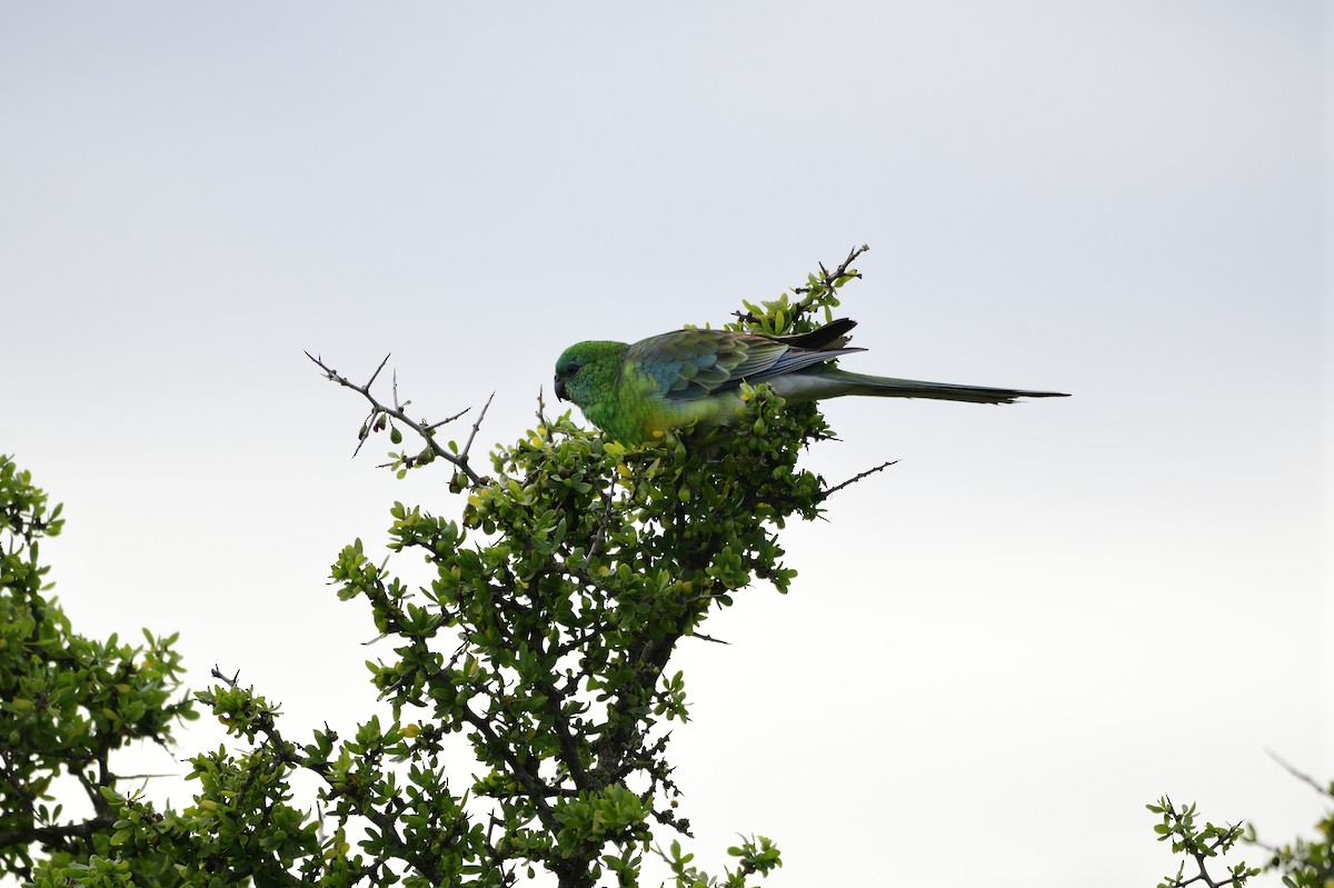 Red-rumped Parrot - ML621081069