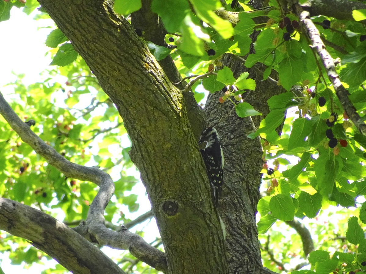 Downy Woodpecker (Eastern) - ML621081070