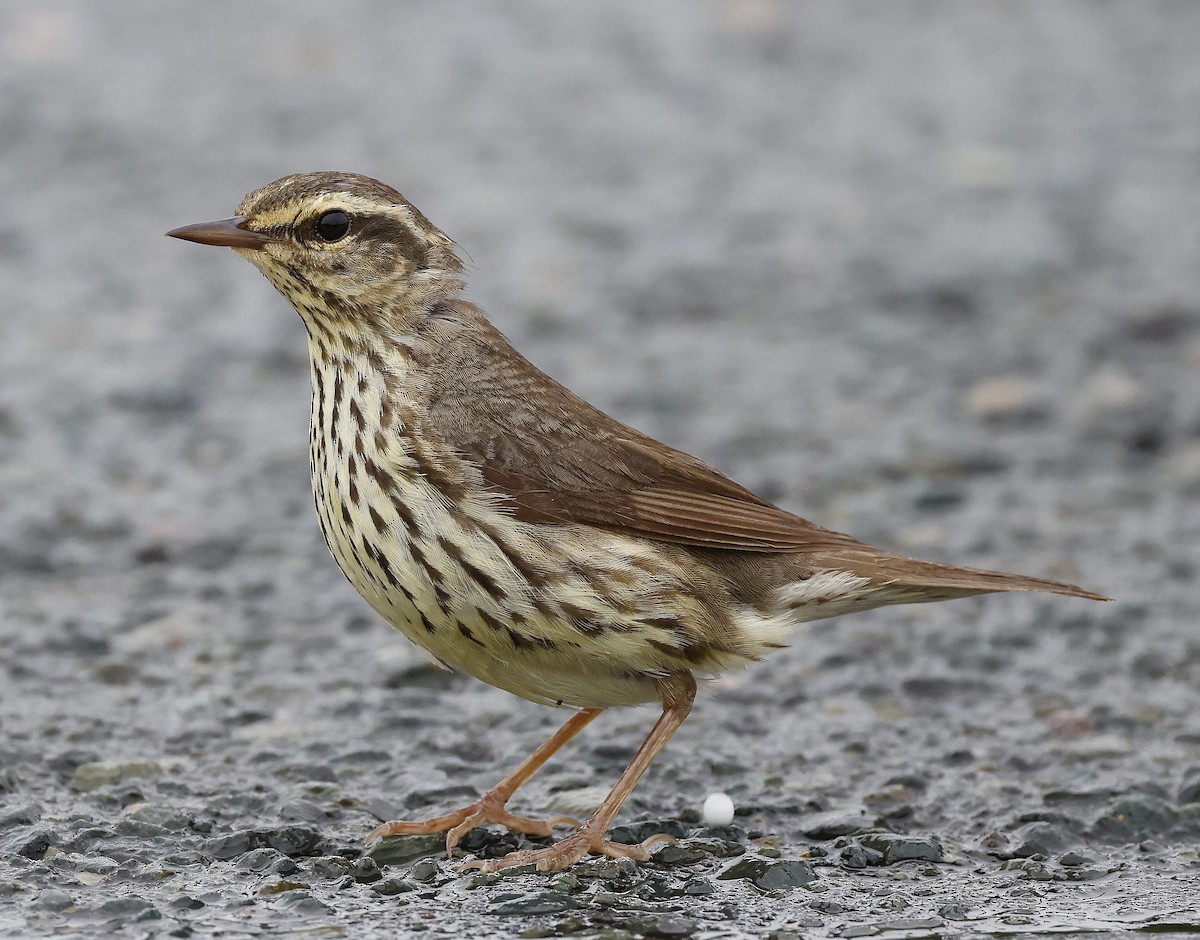 Northern Waterthrush - ML621081077