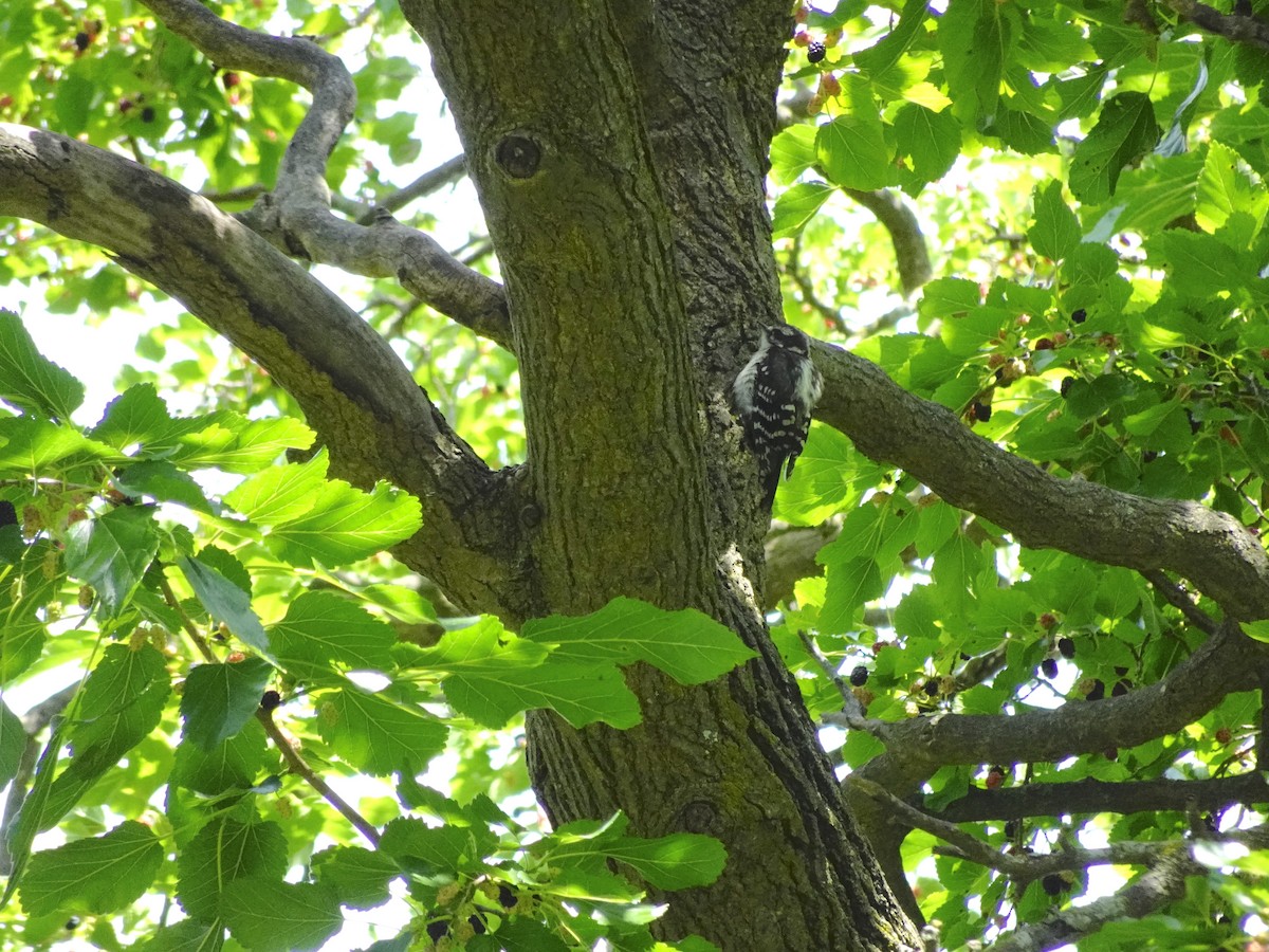 strakapoud osikový (ssp. pubescens/medianus) - ML621081116