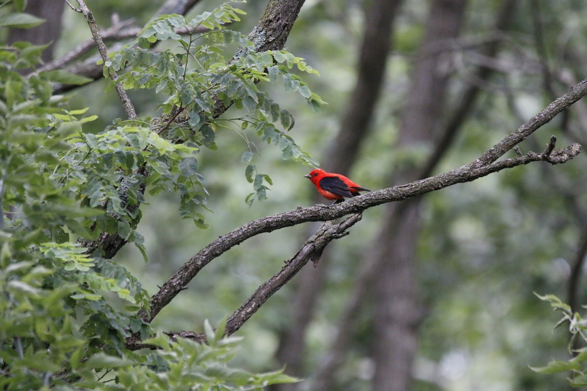 Scarlet Tanager - ML621081120