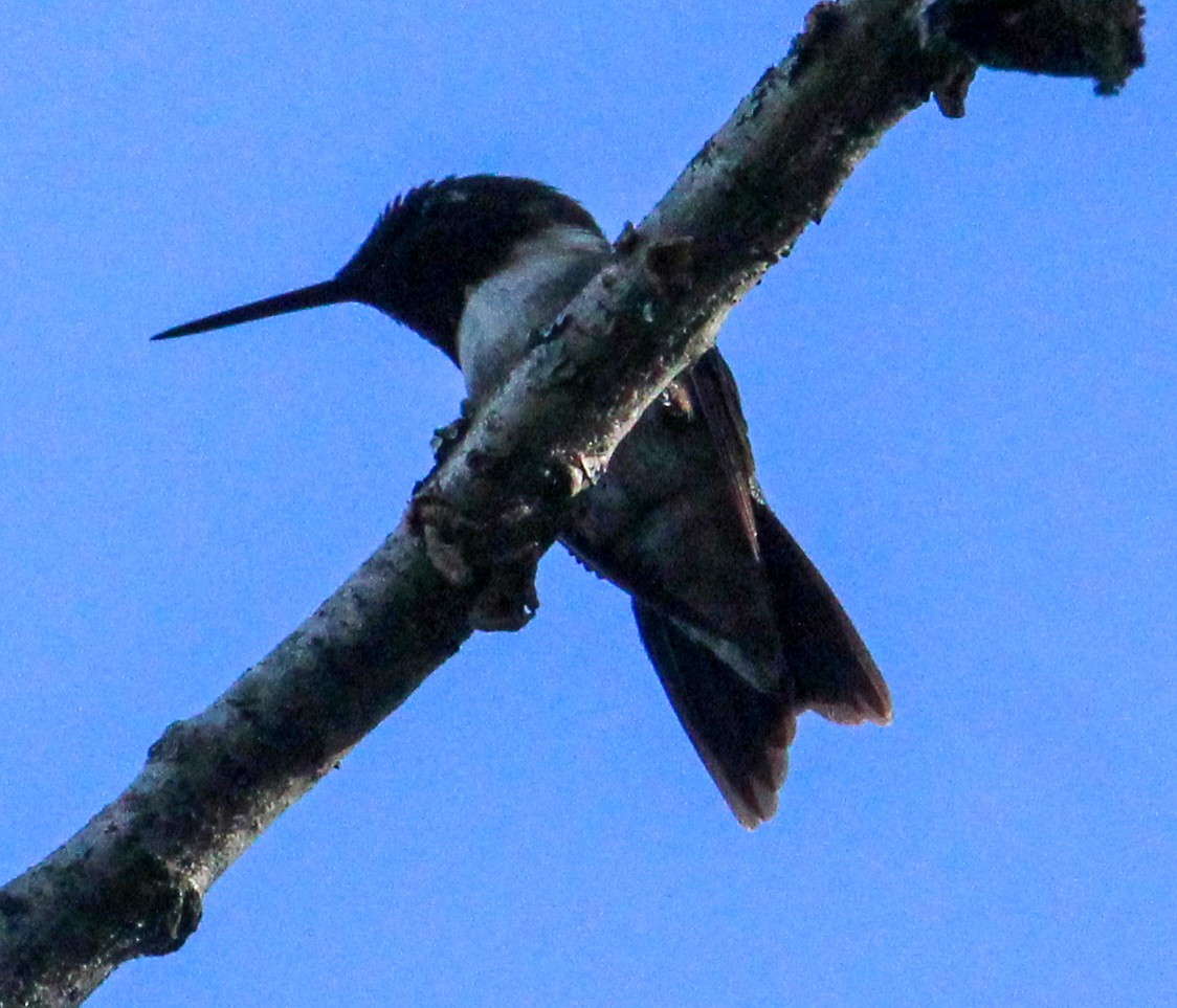 Colibri à gorge rubis - ML621081145