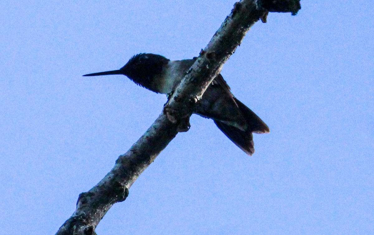 Colibri à gorge rubis - ML621081146