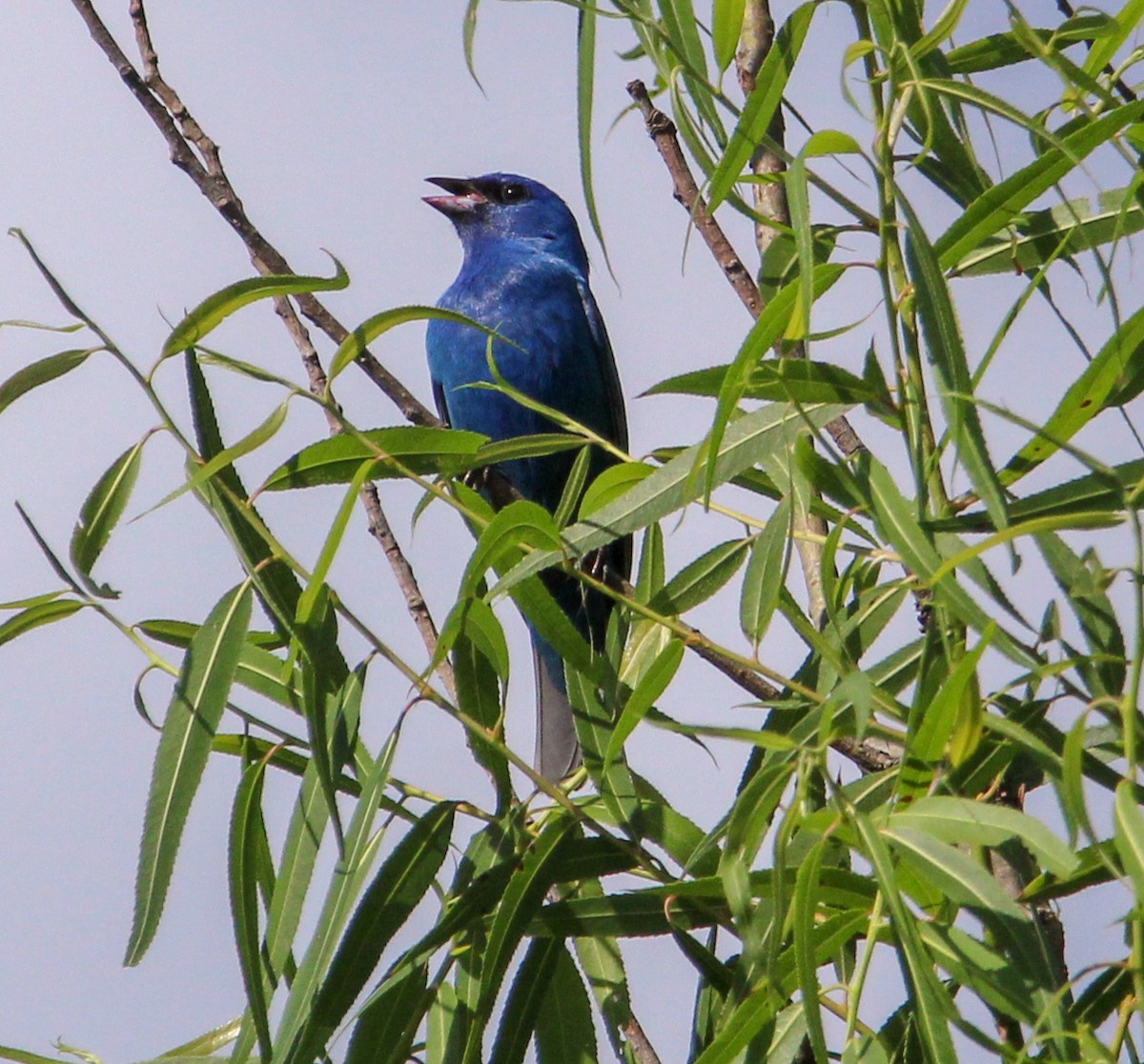 Passerin indigo - ML621081150