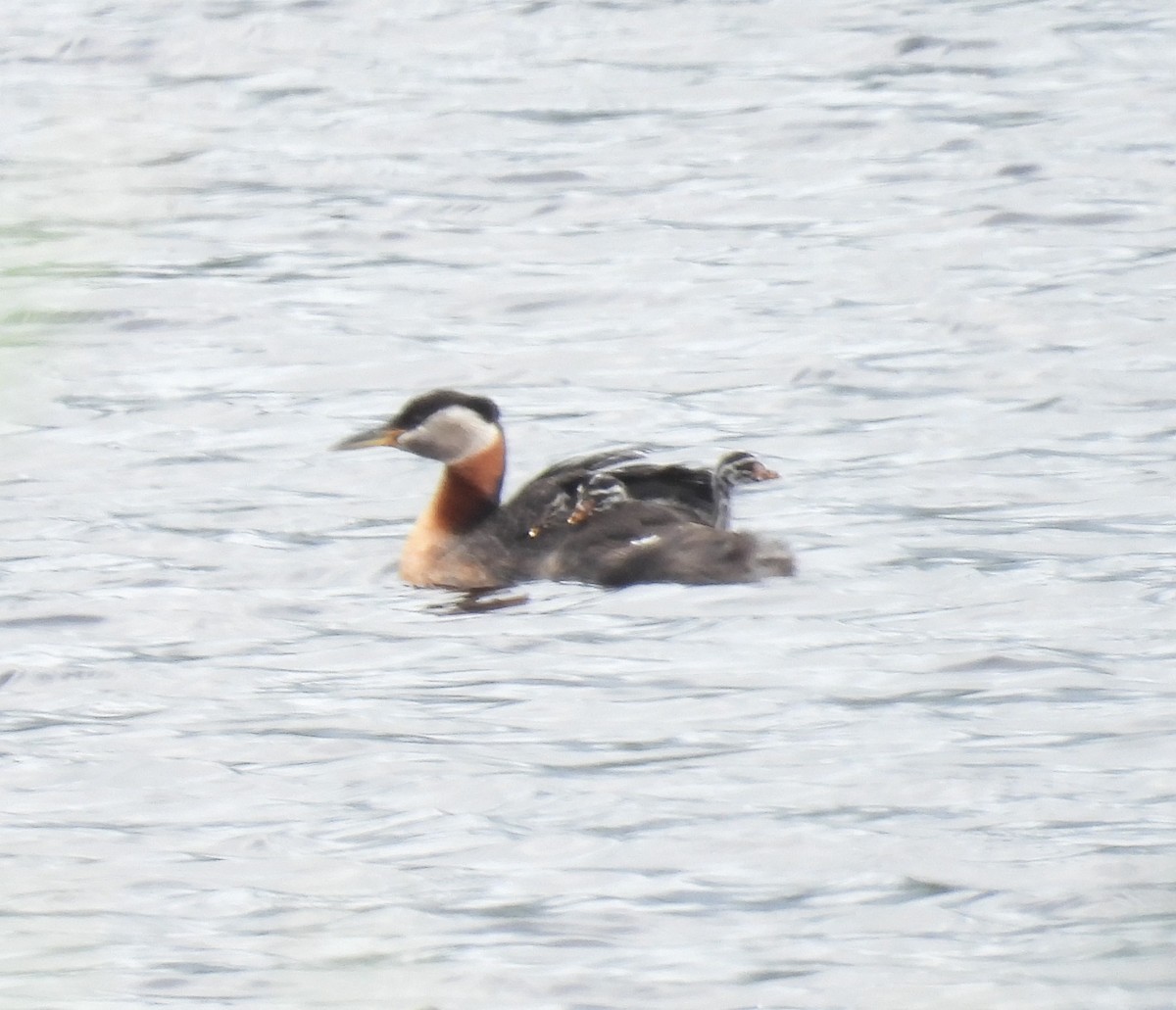 Red-necked Grebe - ML621081156