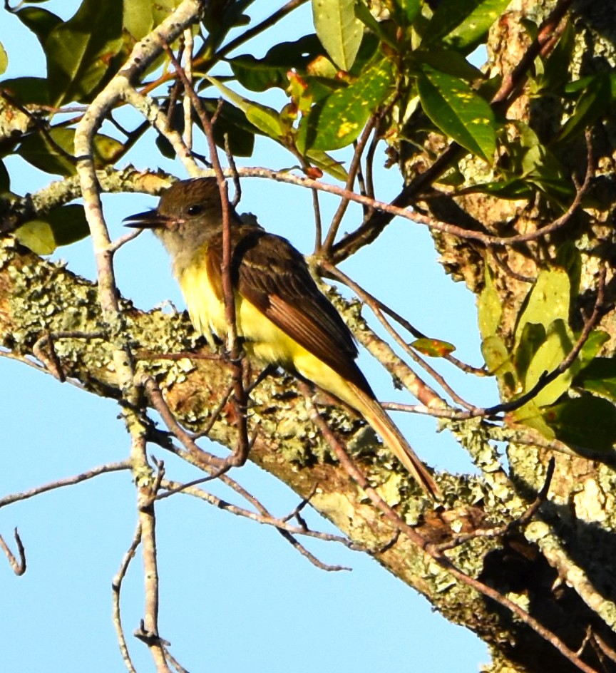 Great Crested Flycatcher - ML621081157
