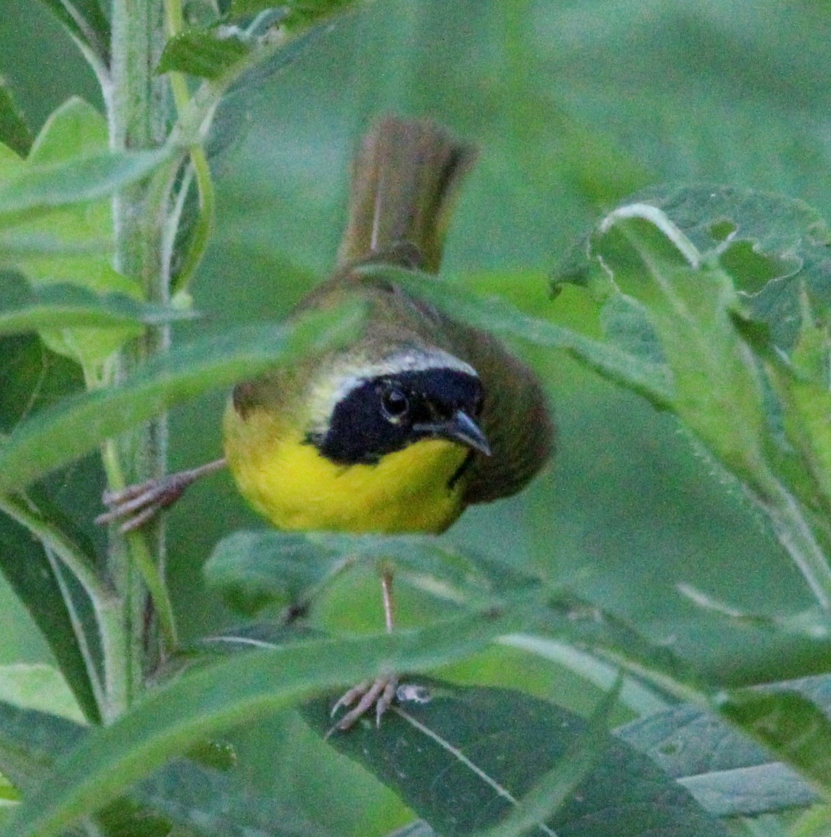 Paruline masquée - ML621081158