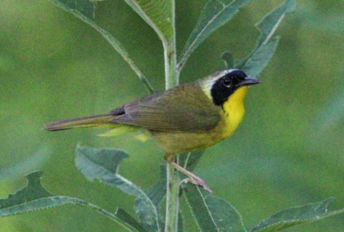 Common Yellowthroat - ML621081159