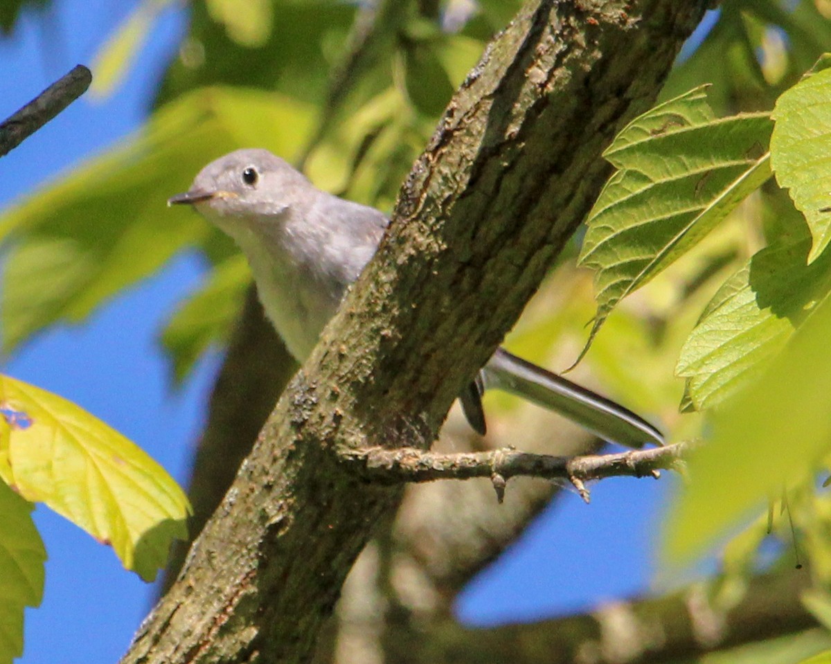 Blue-gray Gnatcatcher - ML621081165