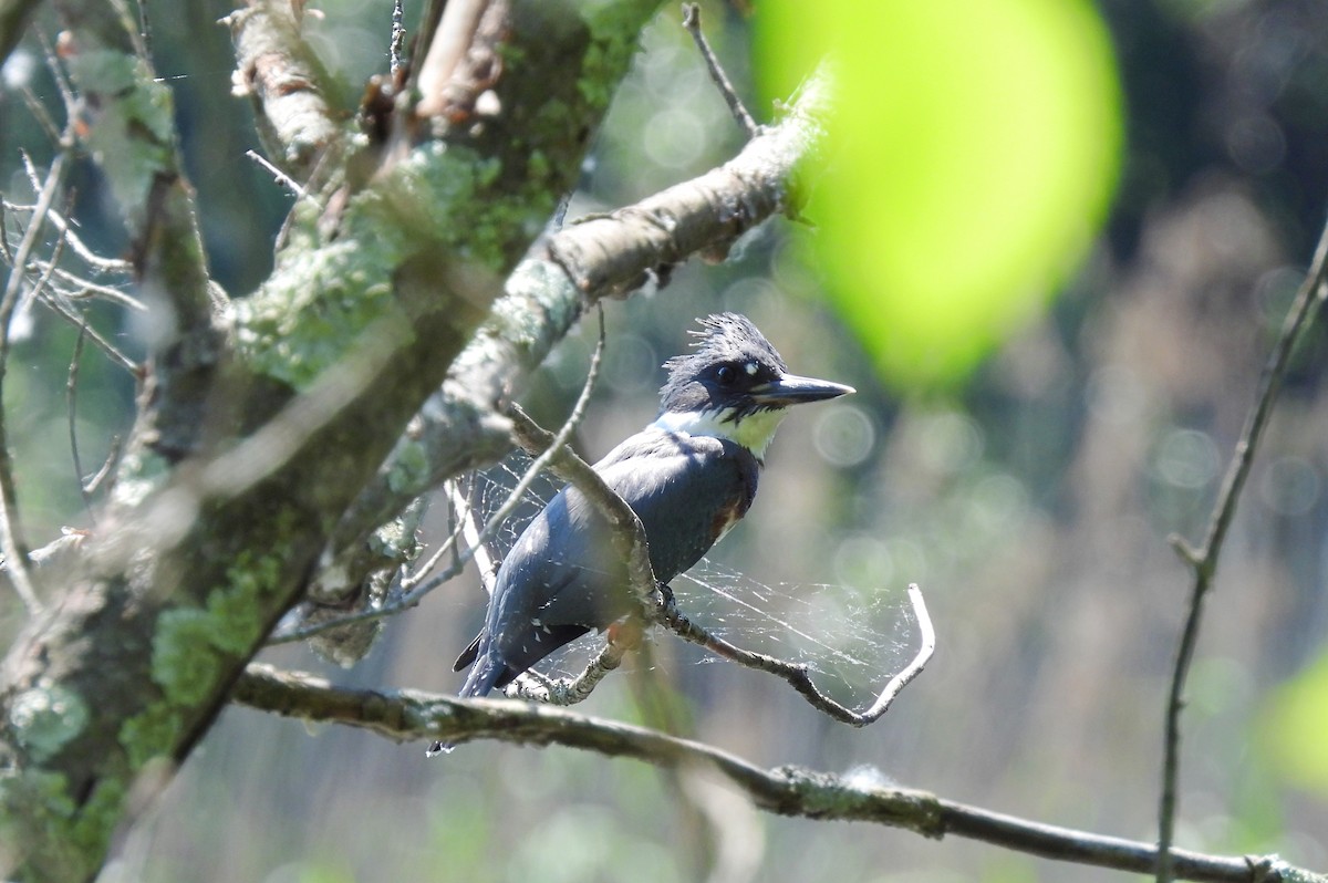 Belted Kingfisher - ML621081172