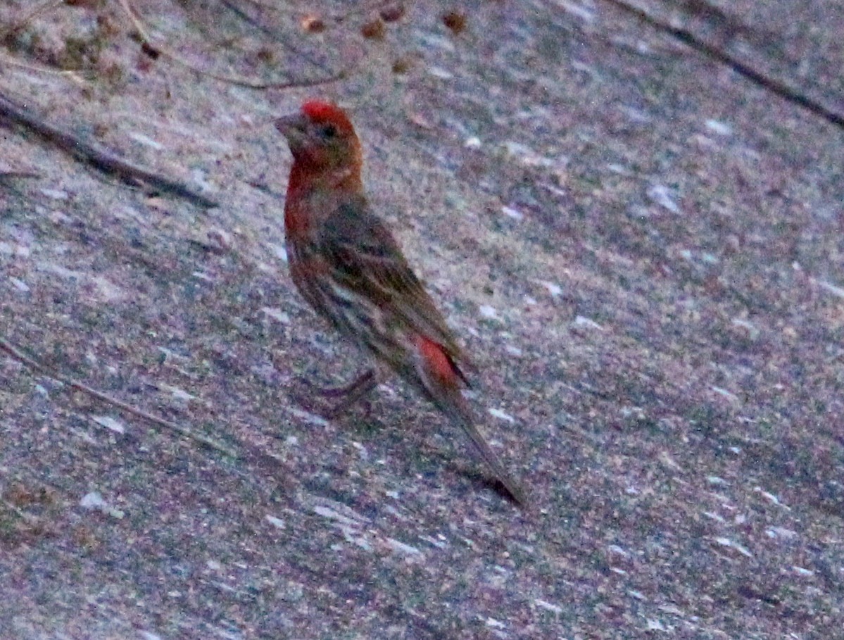 House Finch - ML621081173