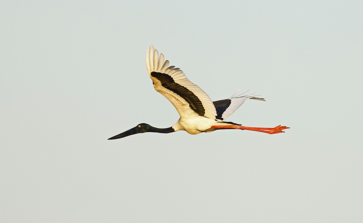 Black-necked Stork - ML621081179