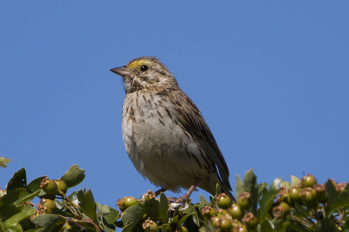 Savannah Sparrow - ML621081246