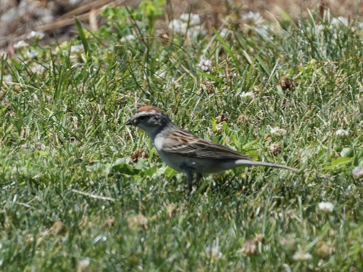 Chipping Sparrow - ML621081257
