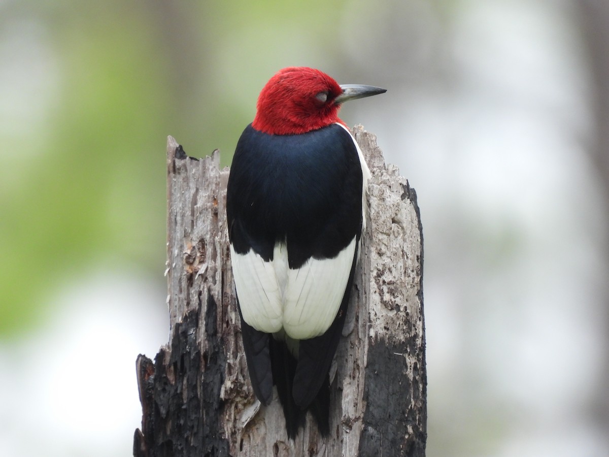 Red-headed Woodpecker - Evan Miller
