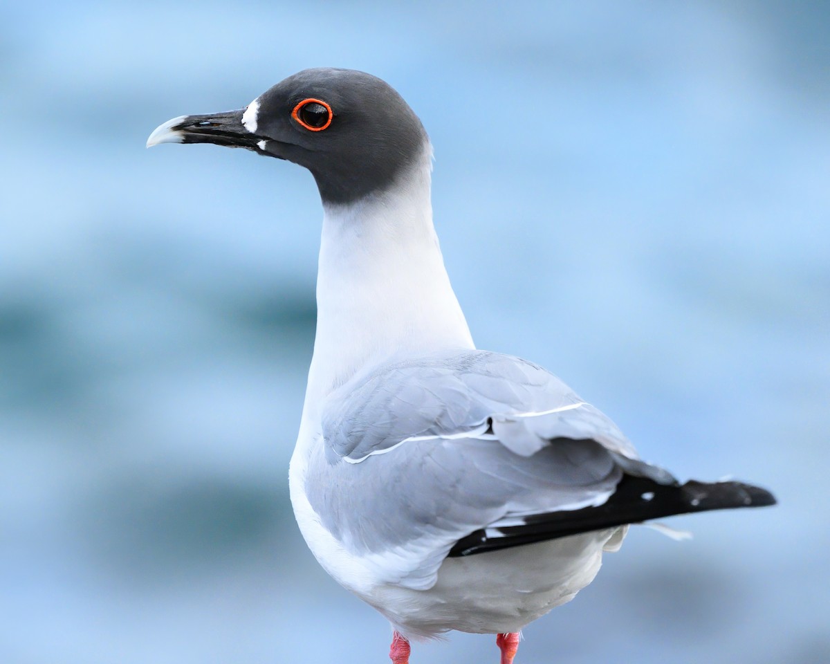 Swallow-tailed Gull - ML621081295