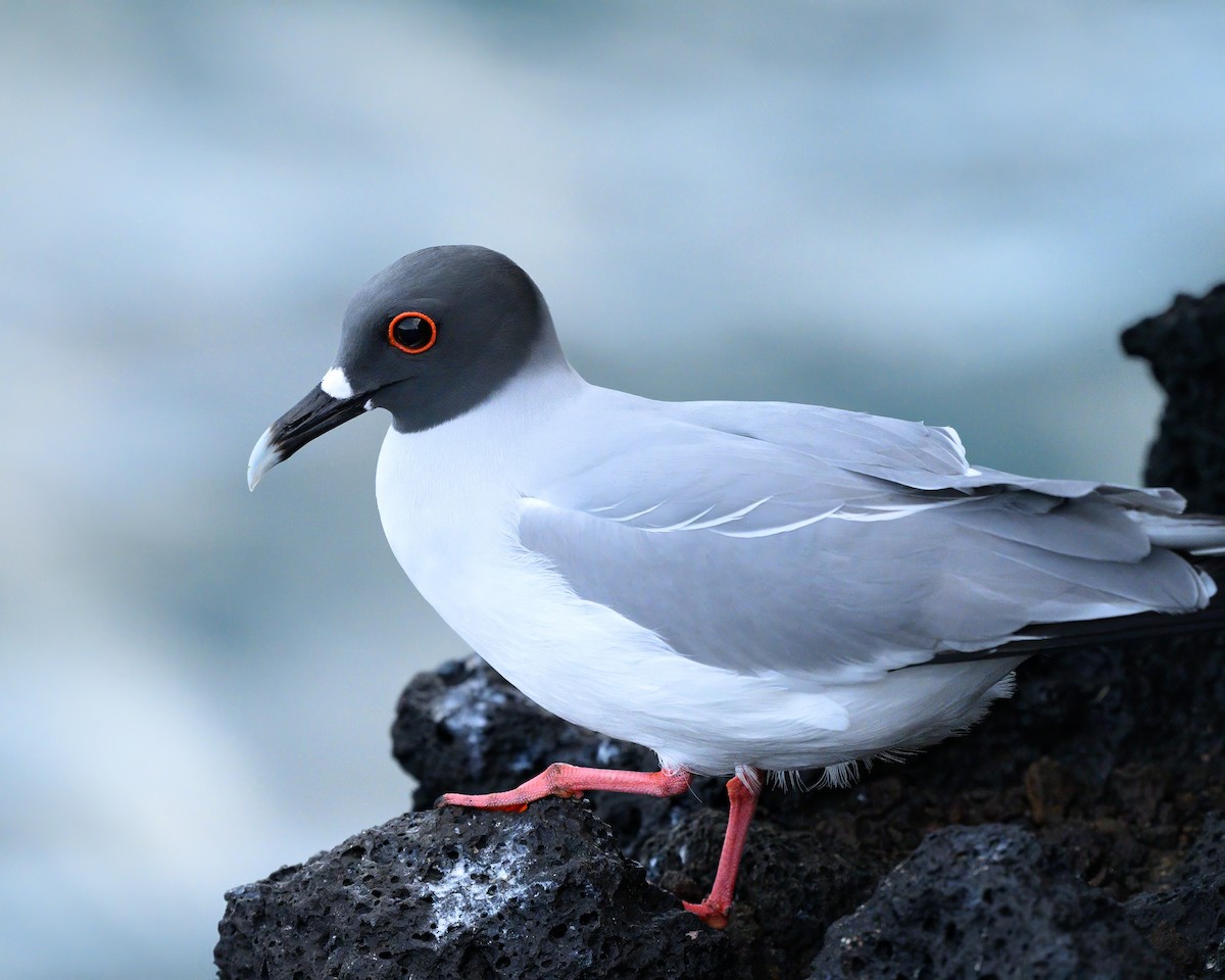 Swallow-tailed Gull - ML621081296