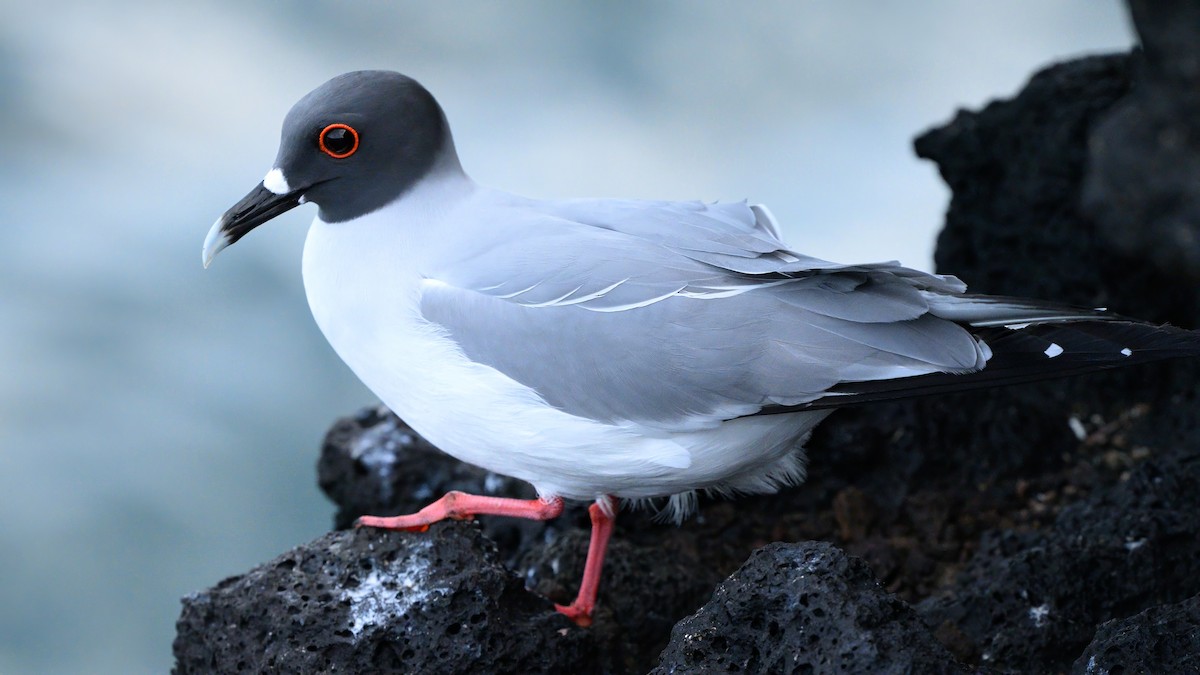 Swallow-tailed Gull - ML621081297