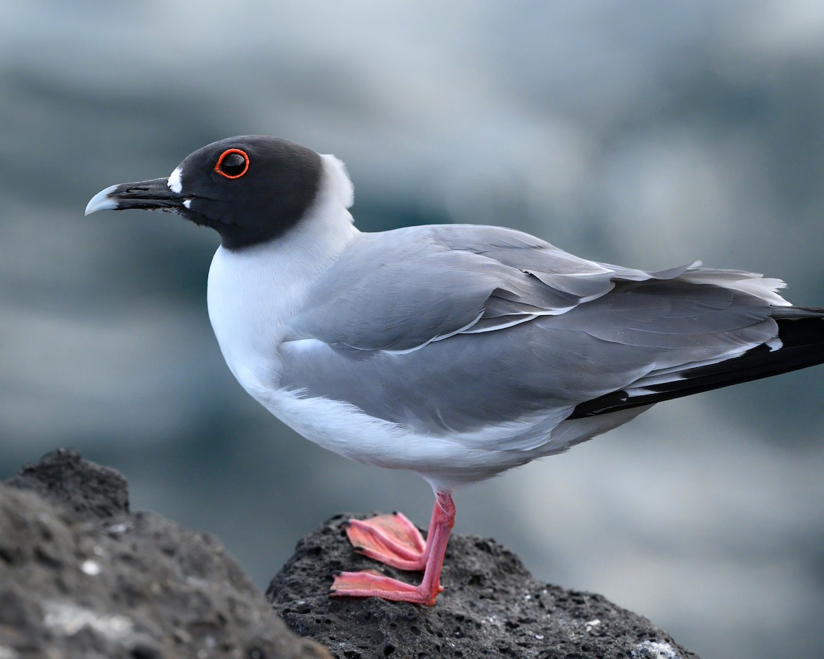 Swallow-tailed Gull - ML621081298