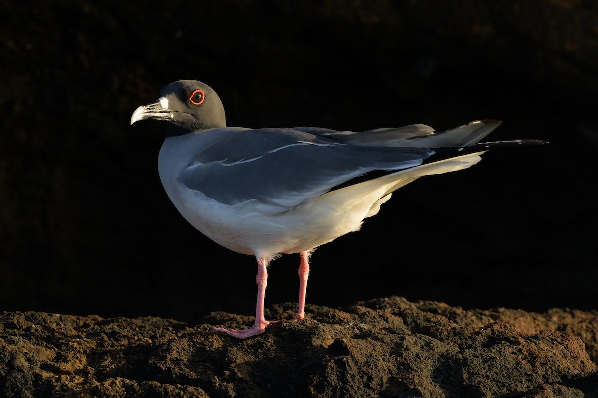 Swallow-tailed Gull - ML621081311