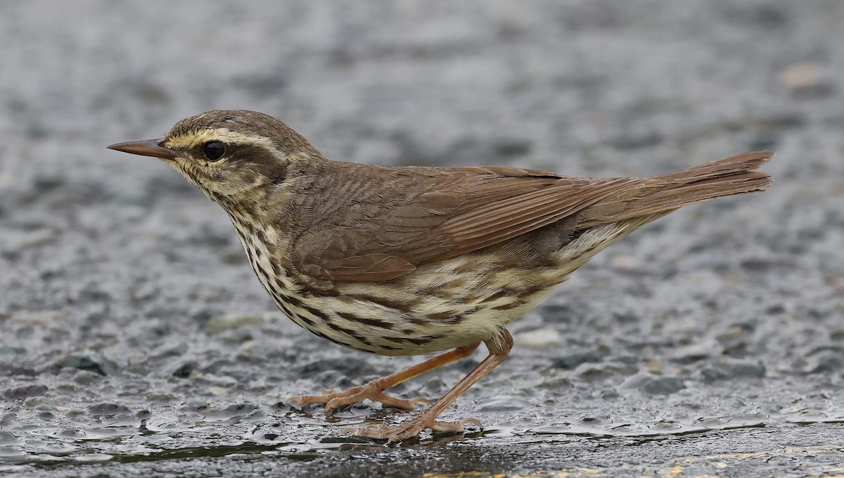 Northern Waterthrush - ML621081320