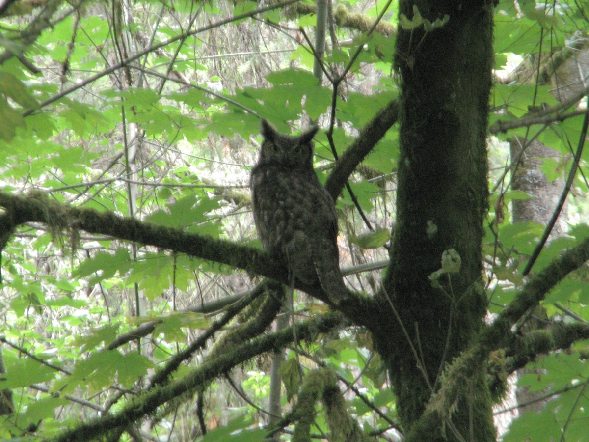 Great Horned Owl - ML621081327