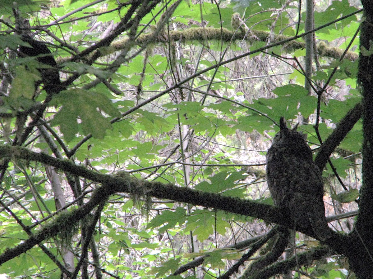 Great Horned Owl - ML621081328