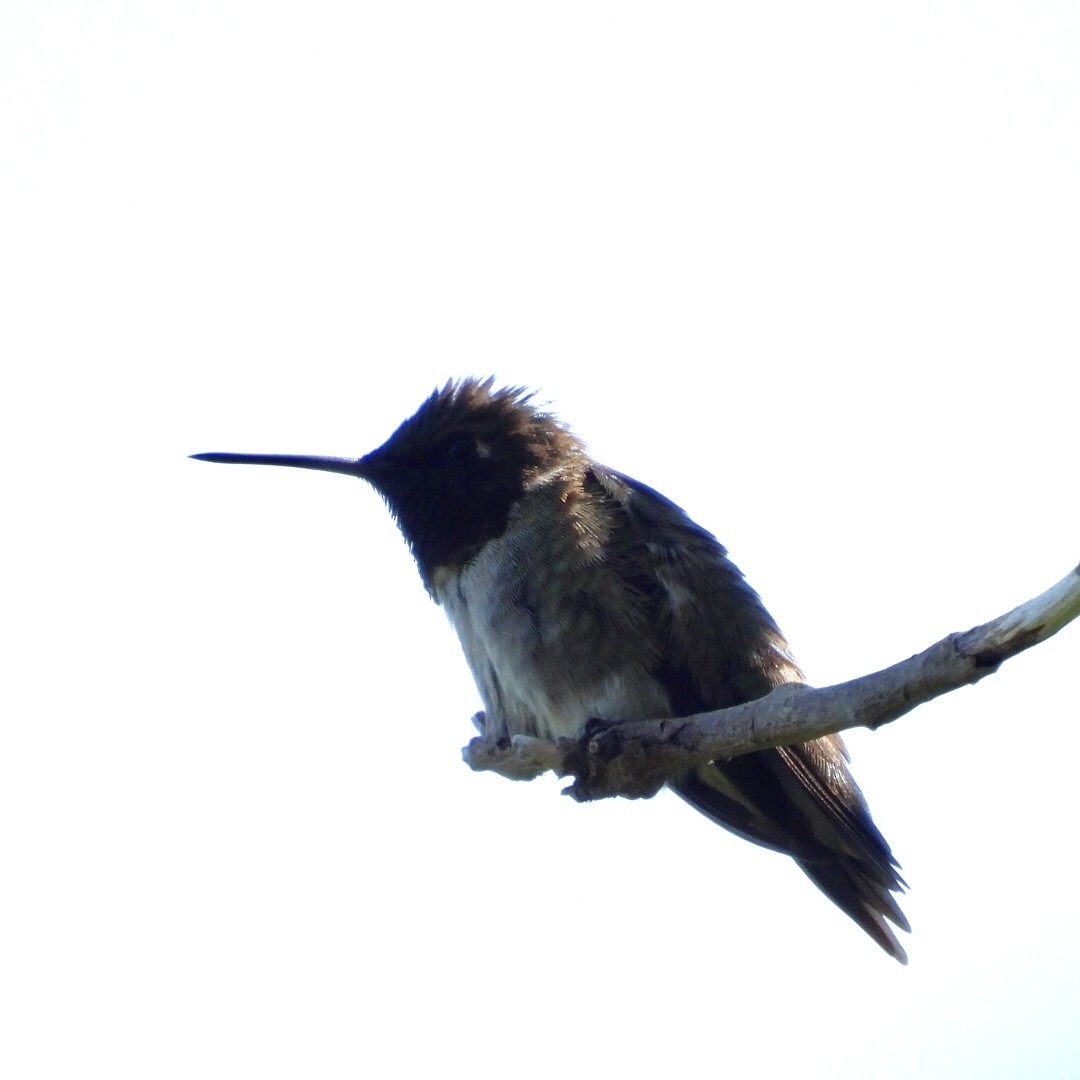 Ruby-throated Hummingbird - ML621081358