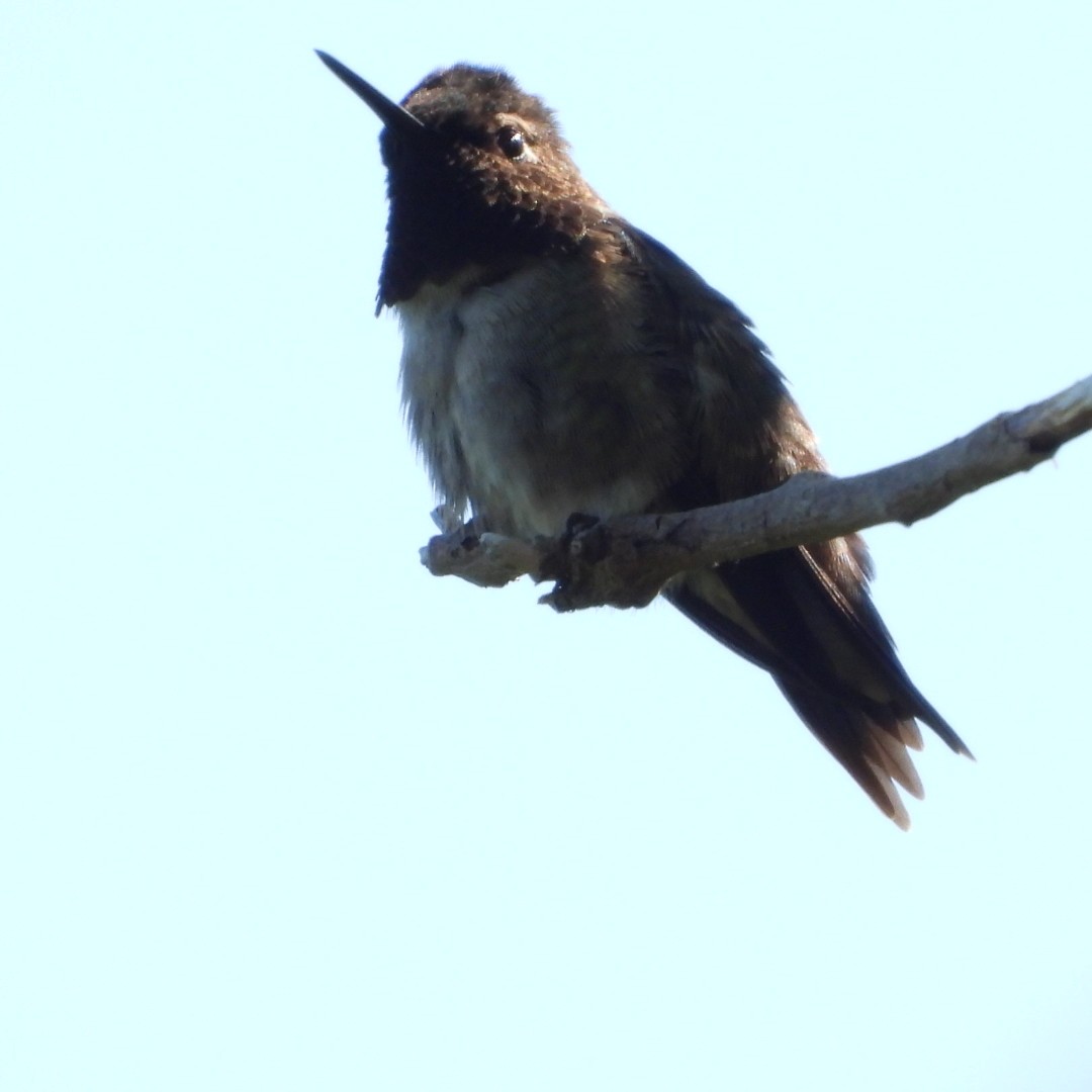 Yakut Boğazlı Kolibri - ML621081359