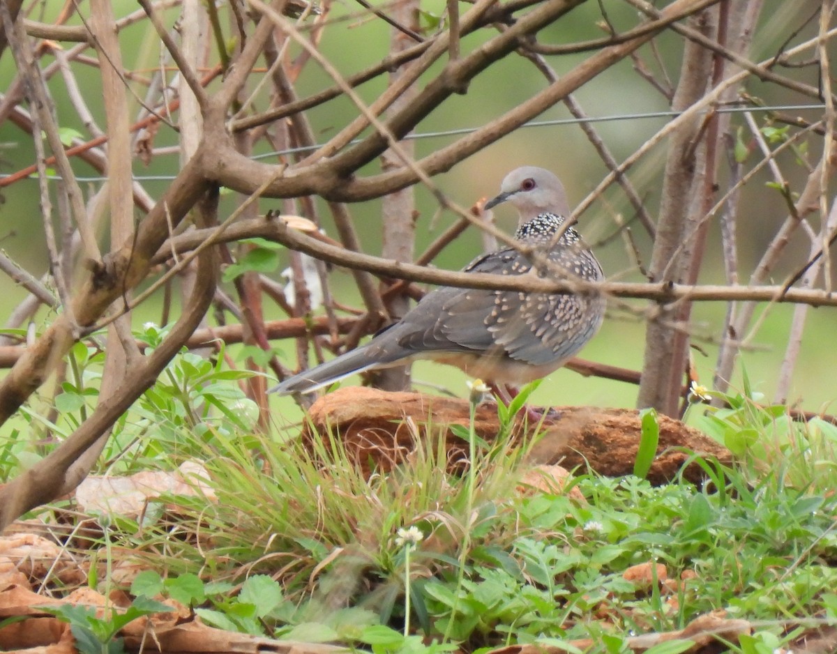 Spotted Dove - ML621081374