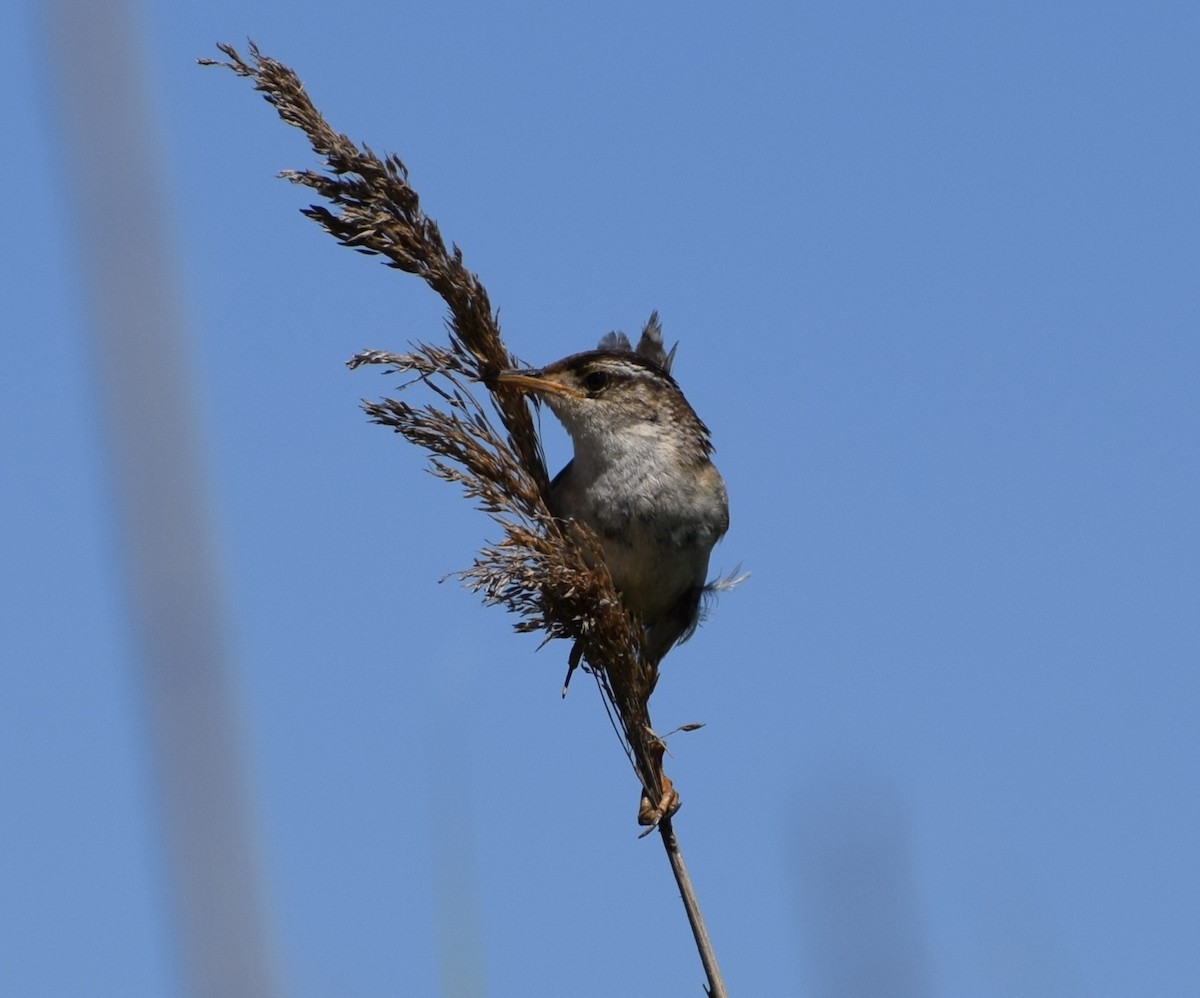 Marsh Wren - ML621081404