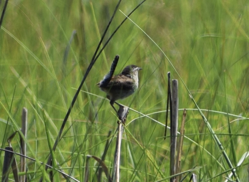 Marsh Wren - ML621081405