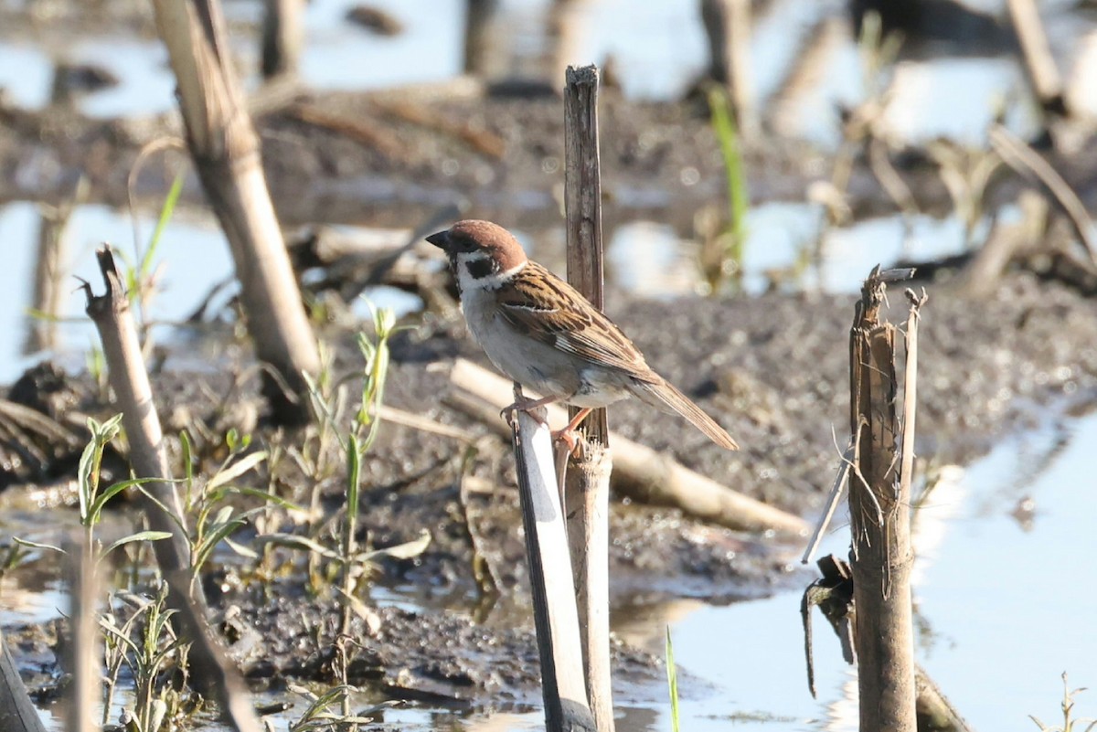 Eurasian Tree Sparrow - ML621081419