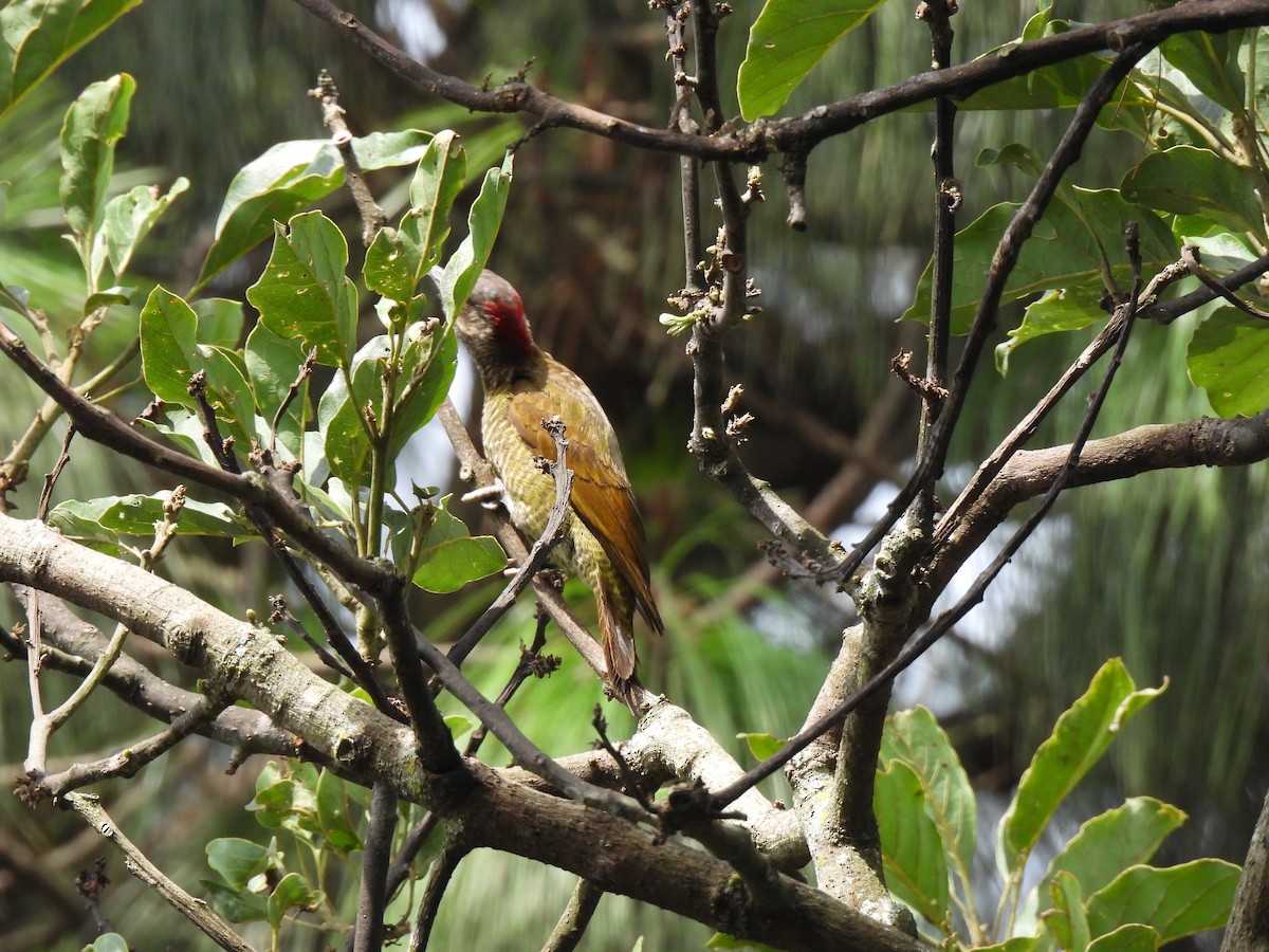 Golden-olive Woodpecker - ML621081421
