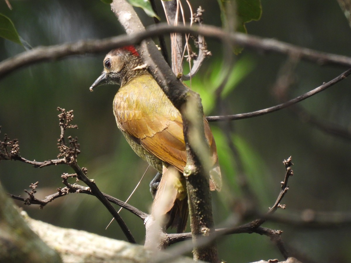 Golden-olive Woodpecker - ML621081424